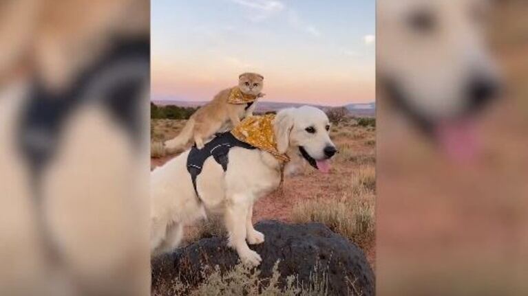 La tierna amistad entre un perro y una gata se hace viral