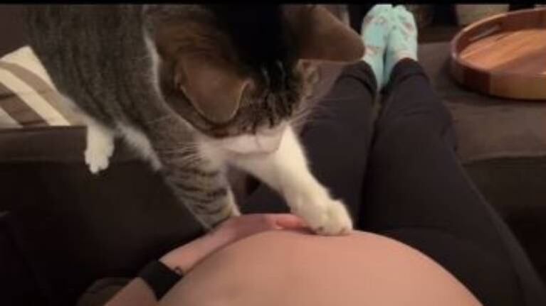 La tierna reacción de un gato al darse cuenta que su dueña está embarazada