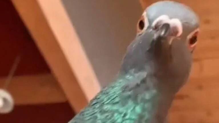 La tierna reacción de una paloma cuando su dueña finge que está muerta