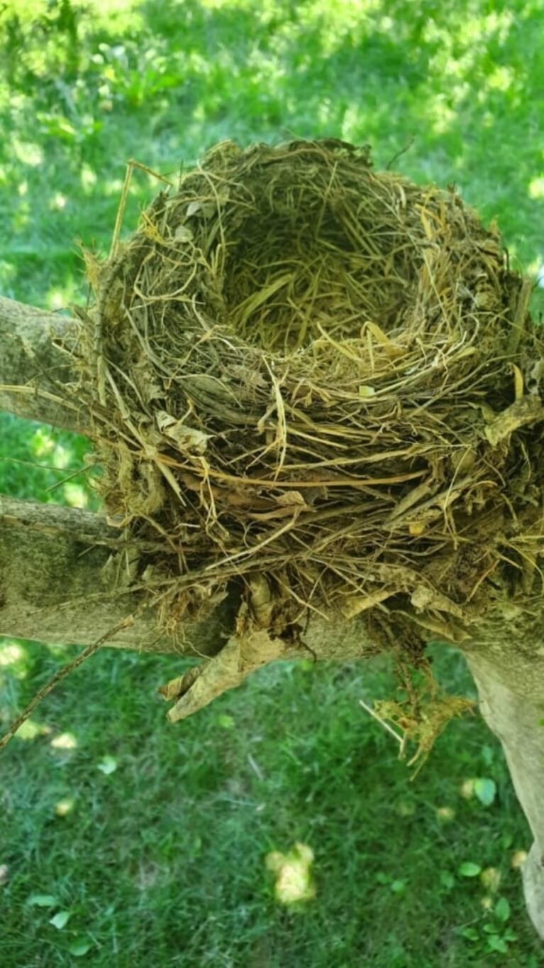 La tierna tarde de campo de Benjamín Vicuña con sus hijos: "¡Toco, toco!"
