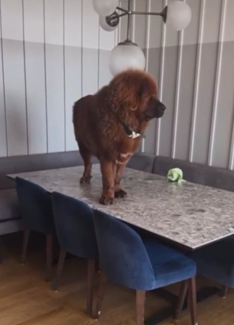 La travesura de Bruno, el perro de Marcelo Tinelli. Foto: IG | marcelotinelli
