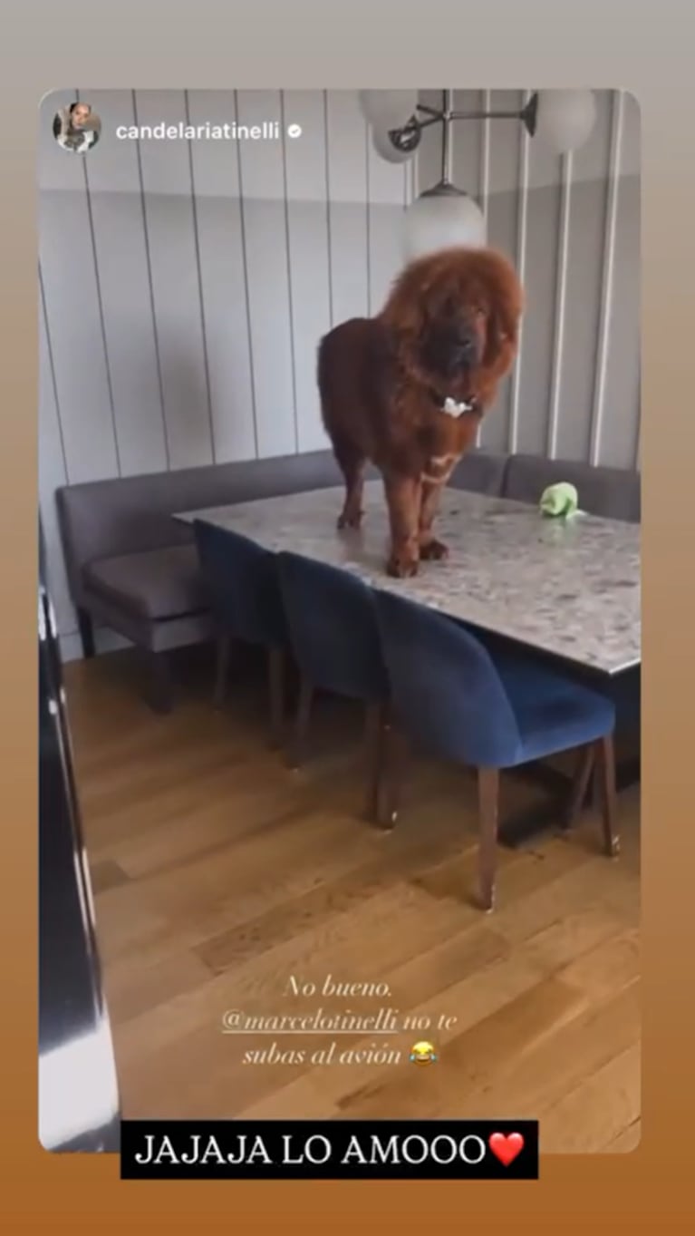 La travesura de Bruno, el perro de Marcelo Tinelli. Foto: IG | marcelotinelli