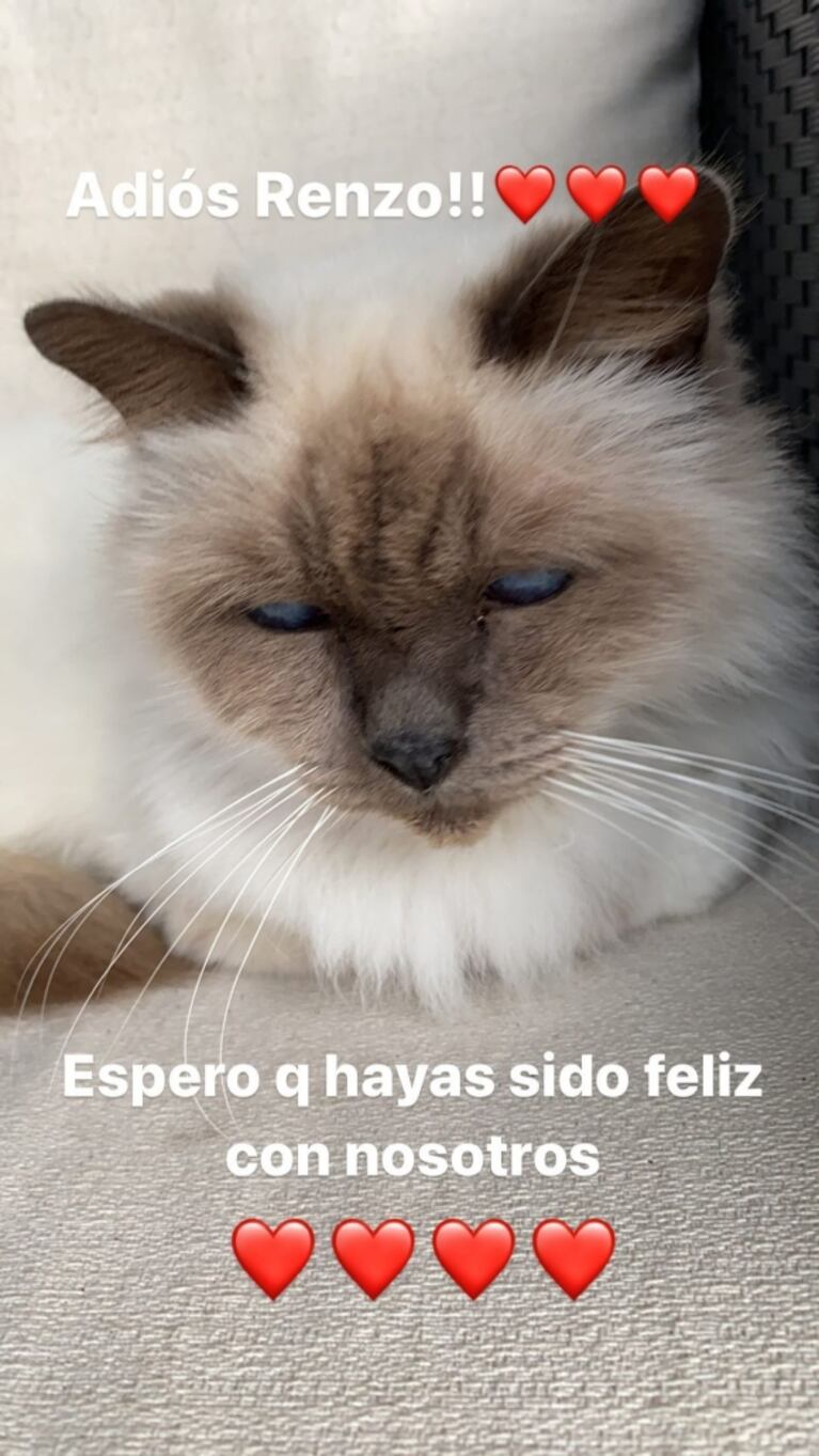 La tristeza de José María Listorti por la muerte de su gato: "Hoy se murió Renzo; espero que haya sido feliz con nosotros"