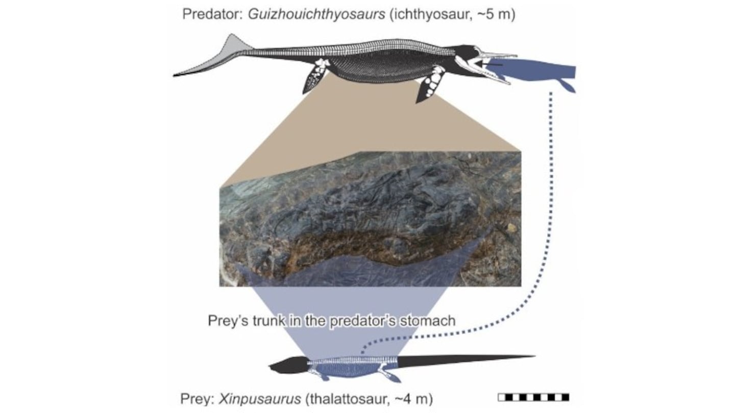 La última comida de un reptil prehistórico: otro reptil de cuatro metros. Foto: DPA.