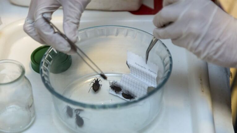 La UNLA desarrolló un insecticida para mosquitos, moscas y vinchucas que no daña el medio ambiente. Foto: Telam.