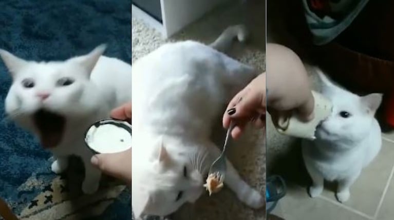 Las arcadas de este gato reaccionando a la comida que le ofrecen sus dueños se hizo viral