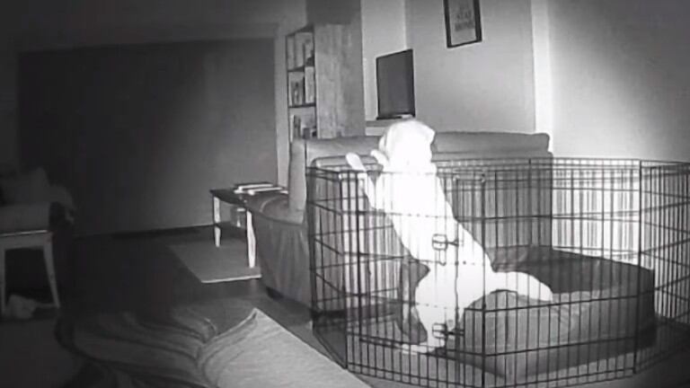 Las cámaras de video vigilancia pillan a un perro escapando de su jaula por la noche