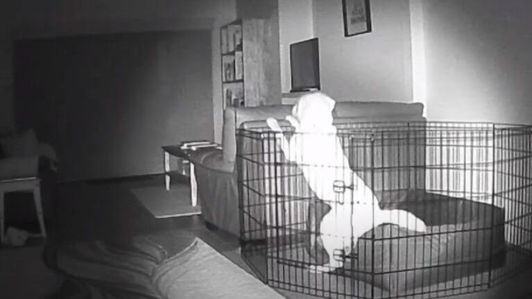 Las cámaras de video vigilancia pillan a un perro escapando de su jaula por la noche