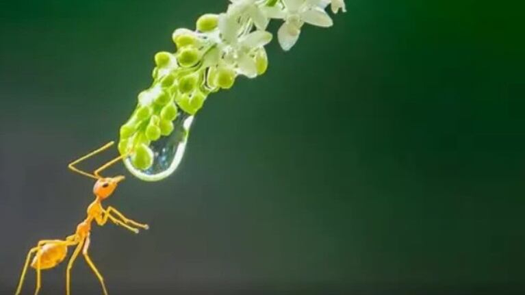 Las espectaculares imágenes en primer plano de los insectos más increíbles