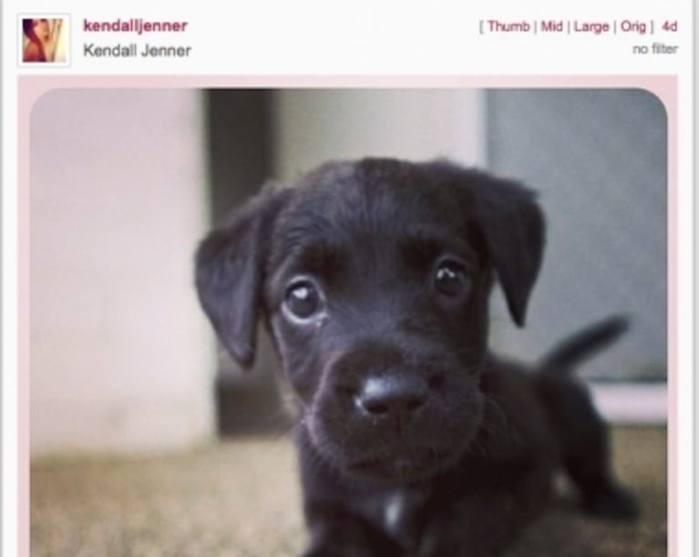 Las famosas mascotas de Kendall Jenner... ¿Recuerdan a Louis y Vuitton?