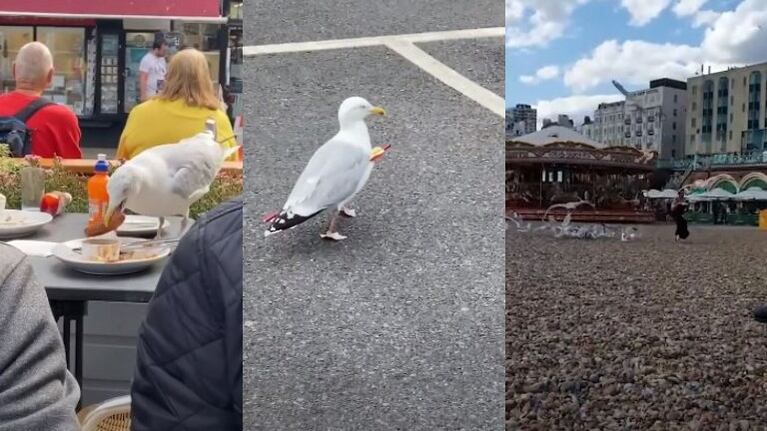  Las gaviotas de estos vídeos protagonizan escenas tan divertidas como irreales