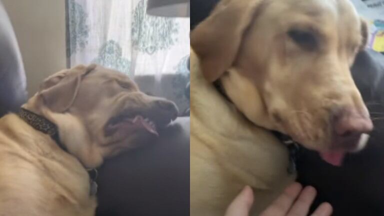 Las hilarantes caras que pone este perro mientras duerme se han hecho virales en TikTok