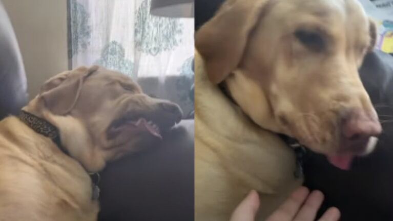 Las hilarantes caras que pone este perro mientras duerme se han hecho virales en TikTok