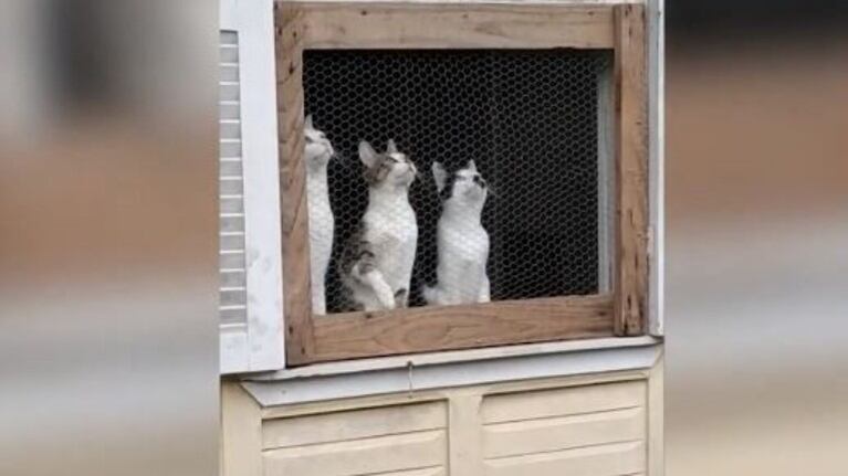 Las imágenes de tres gatos viendo jugar a dos niñas con una pelota se hace viral
