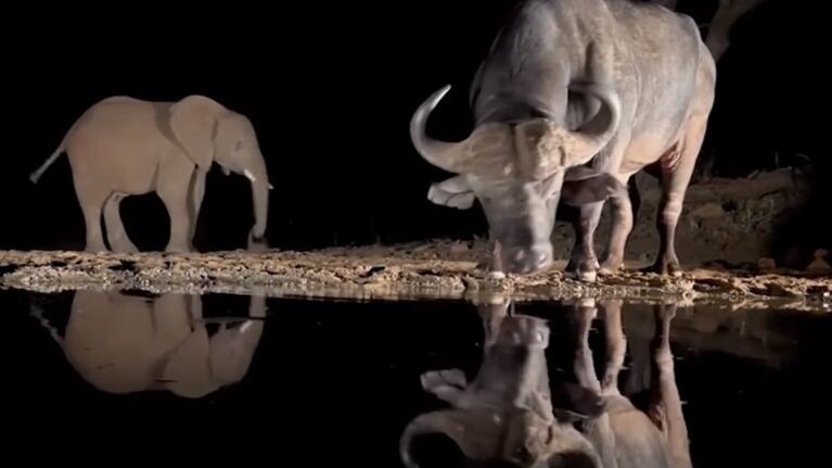 Las impresionantes imágenes nocturna de los animales en libertad en una reserva de Sudáfrica