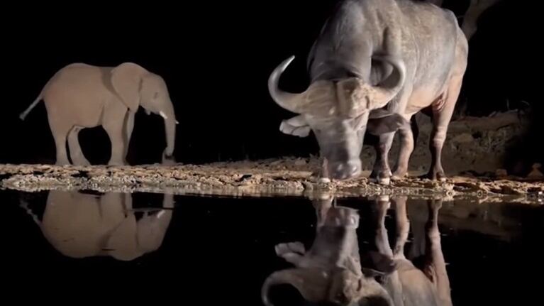 Las impresionantes imágenes nocturna de los animales en libertad en una reserva de Sudáfrica