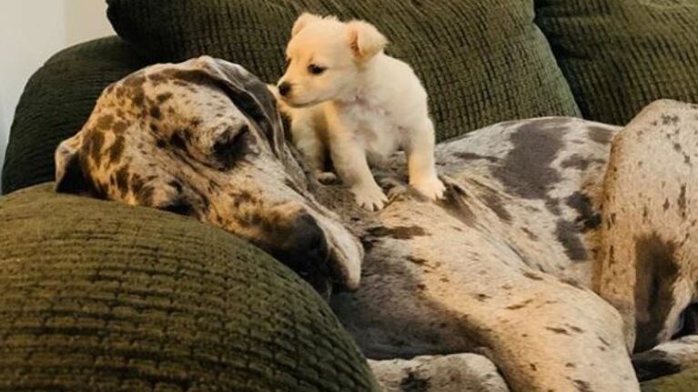 Las más dulces: la amistad entre una Chihuahua y una Gran Danés.