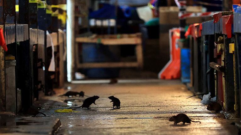 Las ratas pueden contagiar a humanos una nueva cepa de hepatitis E