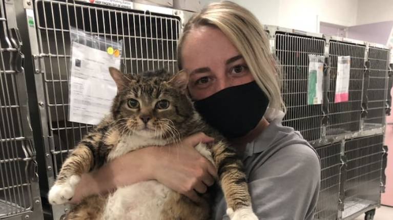 Lasaña, la gatita abandonada por engordar 10 kilos durante el aislamiento