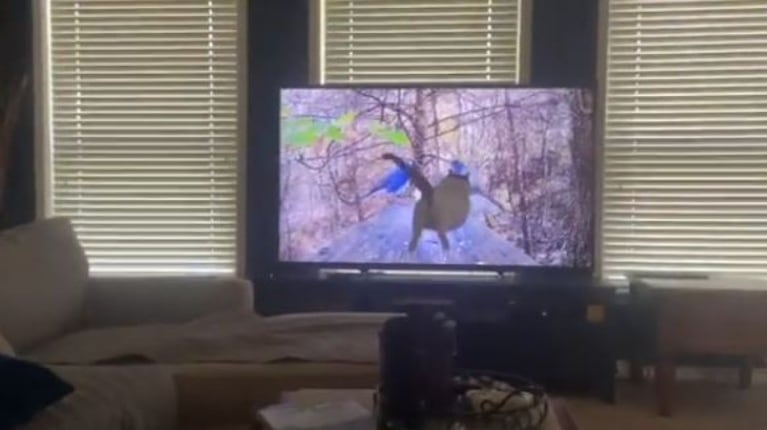  Le dolió: gato se estampa contra la pantalla de la televisión al ver un par de pájaros