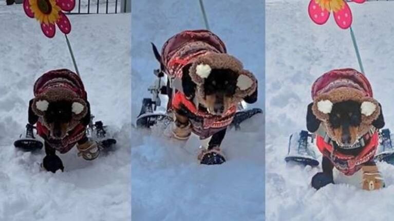 Le regalan esquís a su perrita discapacitada para que pueda jugar en la nieve