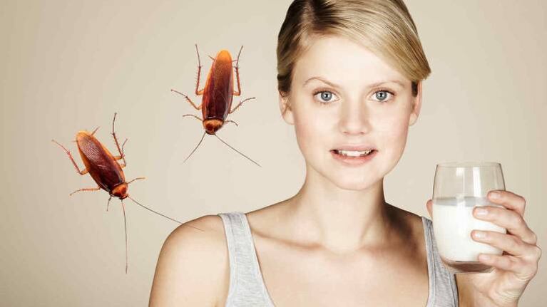 Leche de cucaracha: ¿podría ser el súperalimento del futuro?