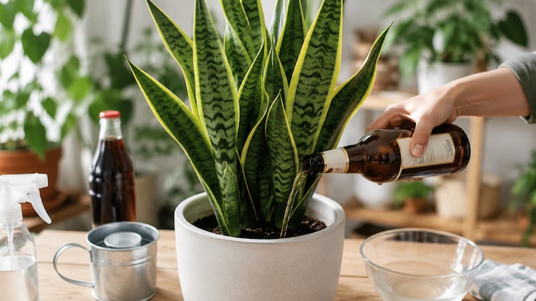 Lengua de suegra, los trucos para cuidarla con cerveza y gaseosa. Foto: IA