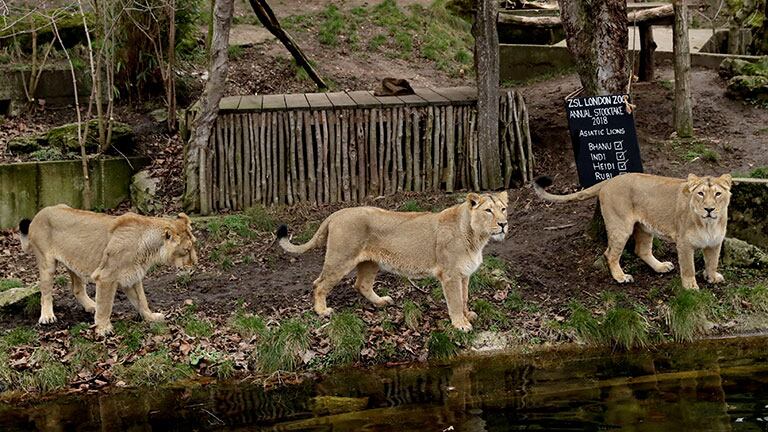 Leones en una reserva natural. Foto: AP.