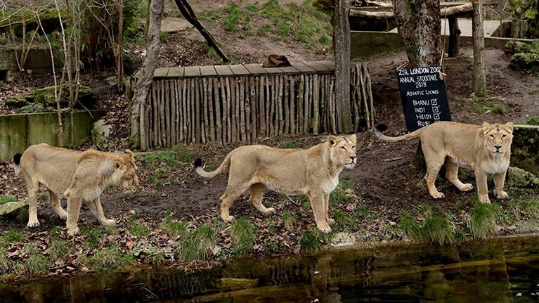 Leones en una reserva natural. Foto: AP.