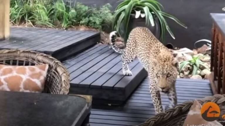 Leopardo intenta cazar frente a los clientes de un restó en Sudáfrica
