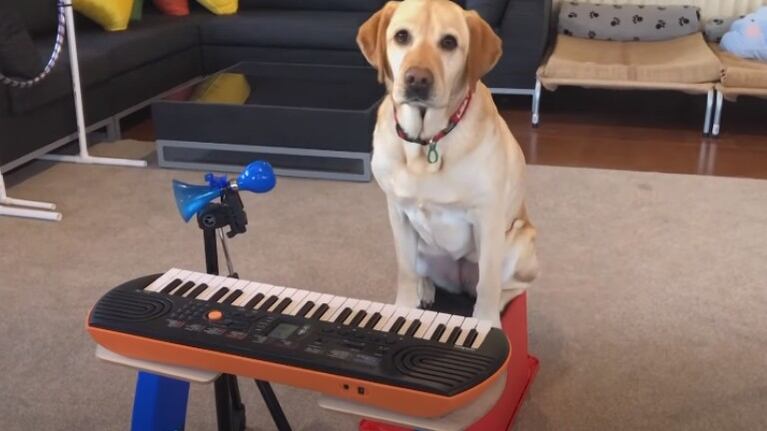 Lizzy es una perrita de terapia de seis años que está aprendiendo a tocar la guitarra, el piano y hasta el tambor