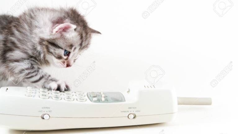 Llama a diario a su gato al estar lejos; un día se olvida y la reacción del felino es viral