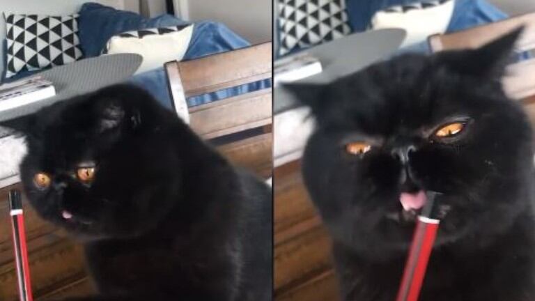 Llamativo: este gato negro tiene los ojos de un color naranja increíble