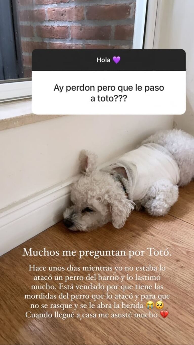 Lola Latorre, conmocionada luego de que un perro atacara a su caniche Toto: "Me asusté mucho"
