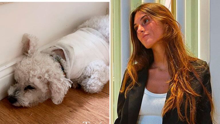 Lola Latorre, conmocionada luego de que un perro atacara a su caniche Toto: Me asusté mucho