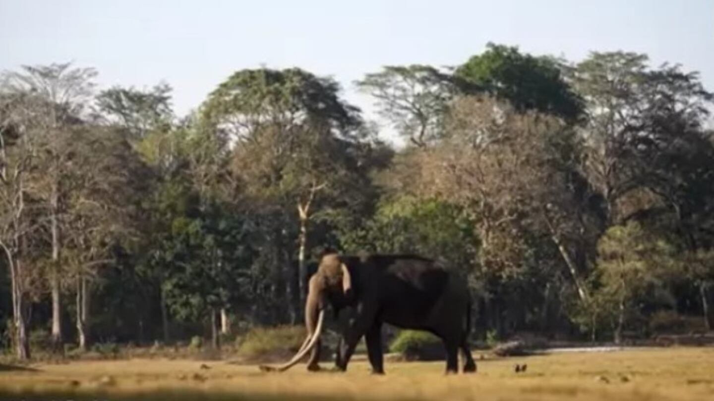 Los colmillos de este elefante asiático miden más de 1,80 metros de longitud