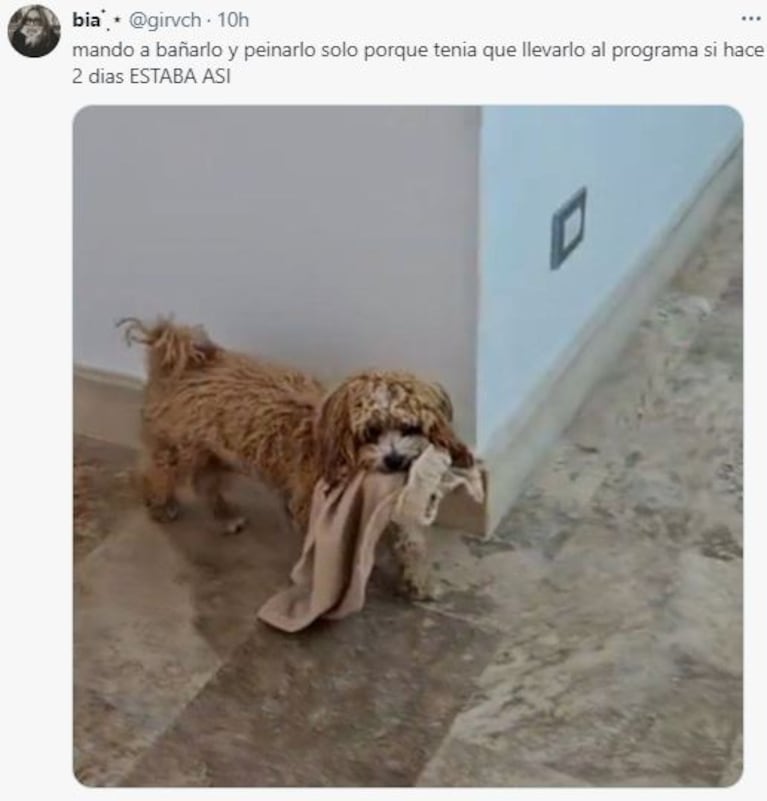 Los comentarios sobre el aspecto del perrito Caramelo en las redes (Foto: Twitter)