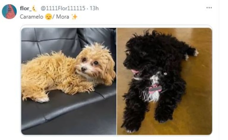 Los comentarios sobre el aspecto del perrito Caramelo en las redes (Foto: Twitter)