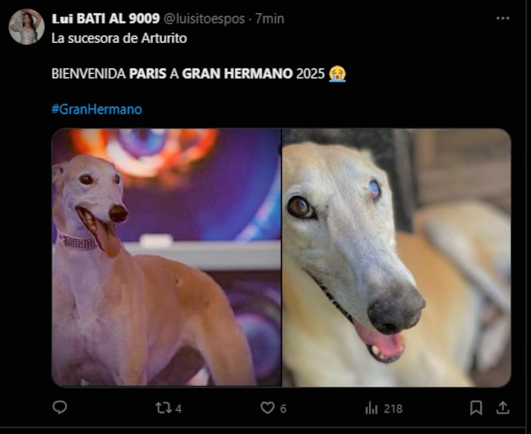 Los mejores memes de la entrada de la perrita Paris a Gran Hermano