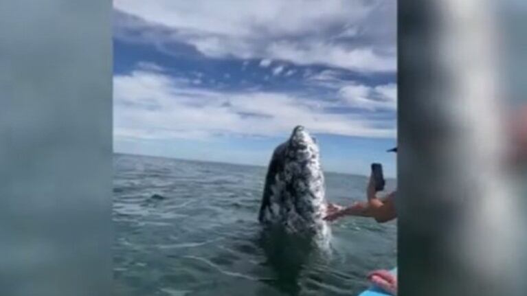 Los navegantes de este barco se quedaron atónitos