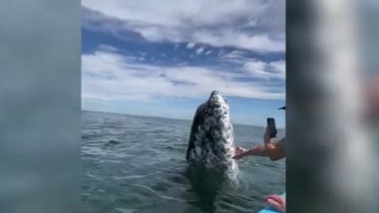 Los navegantes de este barco se quedaron atónitos