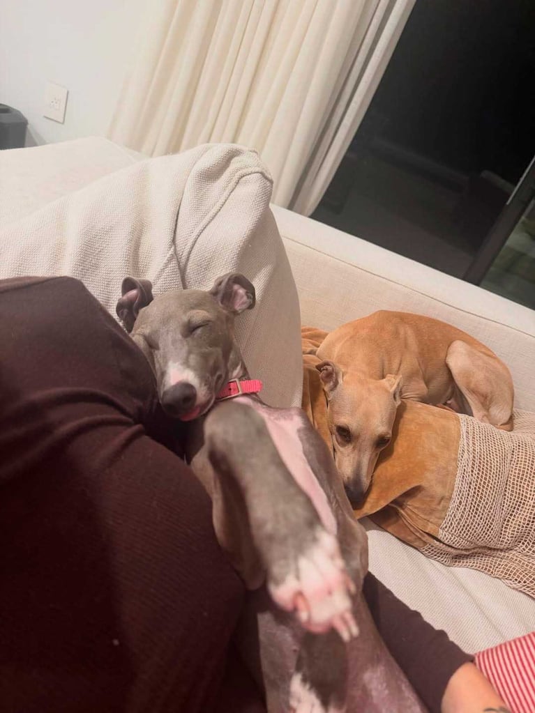 Los perros de Rodrigo de Paul y Tini Stoessel (Foto: Instagram @tinistoessel)