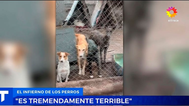 Los vecinos de Pehuajó denuncian un “campo de concentración de perros” (eltrece)