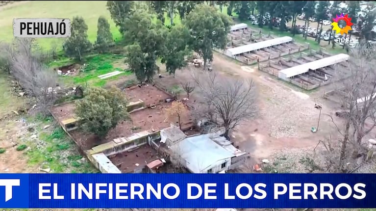 Los vecinos de Pehuajó denuncian un “campo de concentración de perros” (eltrece)