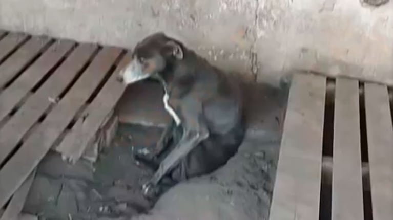 Los vecinos de Pehuajó denuncian un “campo de concentración de perros” (eltrece)