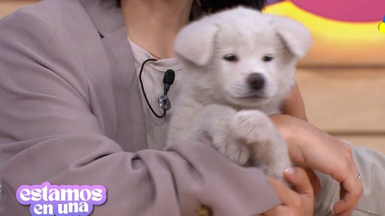 Lucía Maidana presentó en TV a su perrita de 50 días: raza exótica y ocurrente nombre