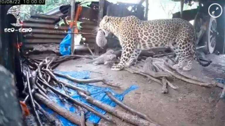 Mamá leopardo da a luz en una choza y luego lleva a sus cachorros a la jungla