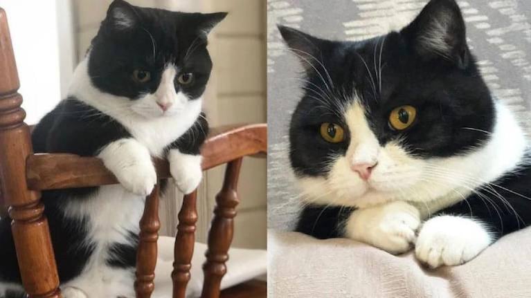 Manchester, el gatito de patas cortas que es furor en Instagram