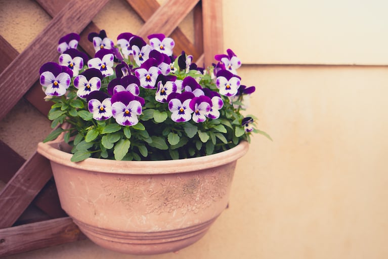 Mantener las plantas húmedas mejora su follaje. Foto: Freepik