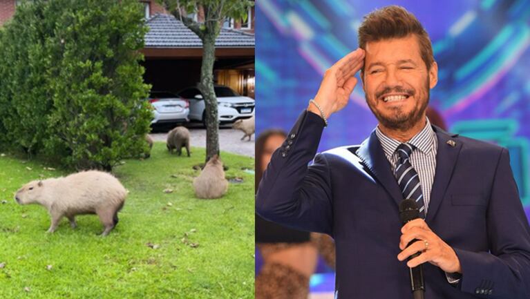 Marcelo celebró la visita de roedores a su jardín.